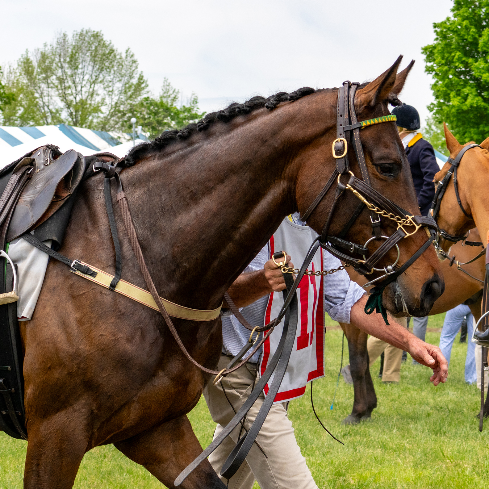 The Virginia Gold Cup